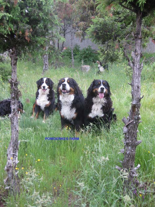 Bernese